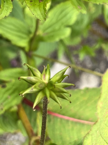 Photograph taken at Valley of Flowers on 2026-08-25 at 11:21 — iPhone 13.