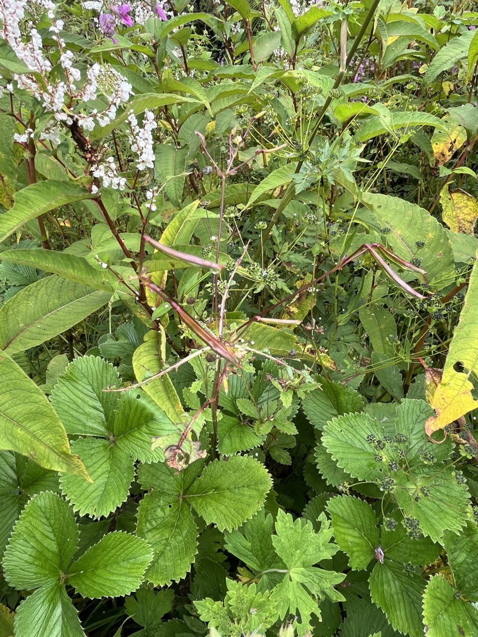 Photograph taken at Valley of Flowers on 2026-08-25 at 11:22 — iPhone 13.