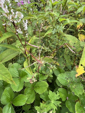 Photograph taken at Valley of Flowers on 2026-08-25 at 11:22 — iPhone 13.