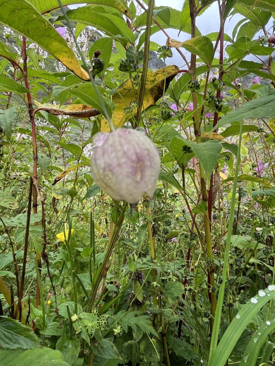 Photograph taken at Valley of Flowers on 2026-08-25 at 11:23 — iPhone 13.