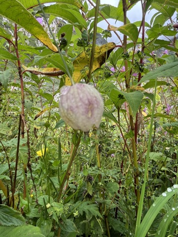 Photograph taken at Valley of Flowers on 2026-08-25 at 11:23 — iPhone 13.
