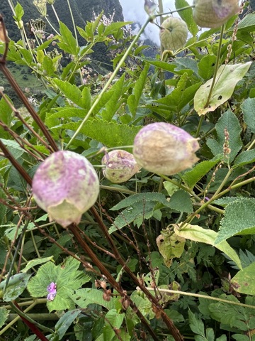 Photograph taken at Valley of Flowers on 2026-08-25 at 11:23 — iPhone 13.