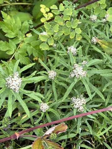 Photograph taken at Valley of Flowers on 2026-08-25 at 11:24 — iPhone 13.