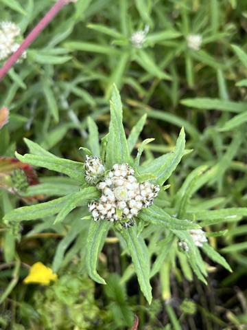 Photograph taken at Valley of Flowers on 2026-08-25 at 11:24 — iPhone 13.