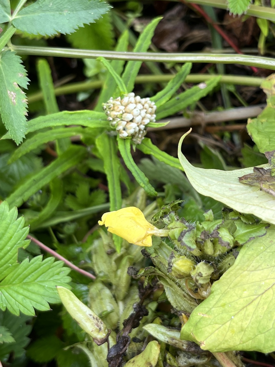 Photograph taken at Valley of Flowers on 2026-08-25 at 11:25 — iPhone 13.