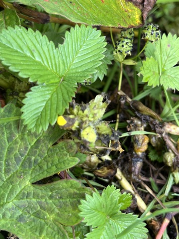 Photograph taken at Valley of Flowers on 2026-08-25 at 11:25 — iPhone 13.