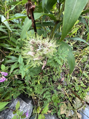 Photograph taken at Valley of Flowers on 2026-08-25 at 11:27 — iPhone 13.