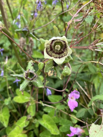 Photograph taken at Valley of Flowers on 2026-08-25 at 11:28 — iPhone 13.