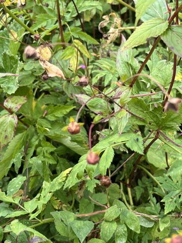 Photograph taken at Valley of Flowers on 2026-08-25 at 11:29 — iPhone 13.