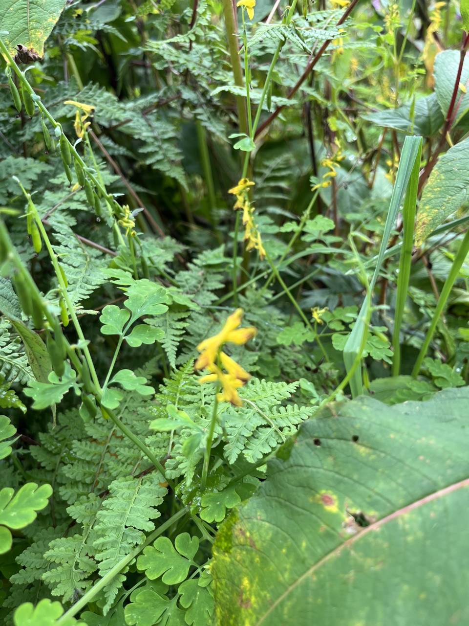 Photograph taken at Valley of Flowers on 2026-08-25 at 11:30 — iPhone 13.