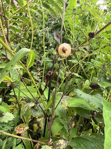 Photograph taken at Valley of Flowers on 2026-08-25 at 11:31 — iPhone 13.