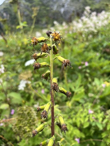 Photograph taken at Valley of Flowers on 2026-08-25 at 11:31 — iPhone 13.