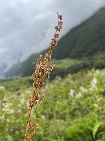 Photograph taken at Valley of Flowers on 2026-08-25 at 11:32 — iPhone 13.