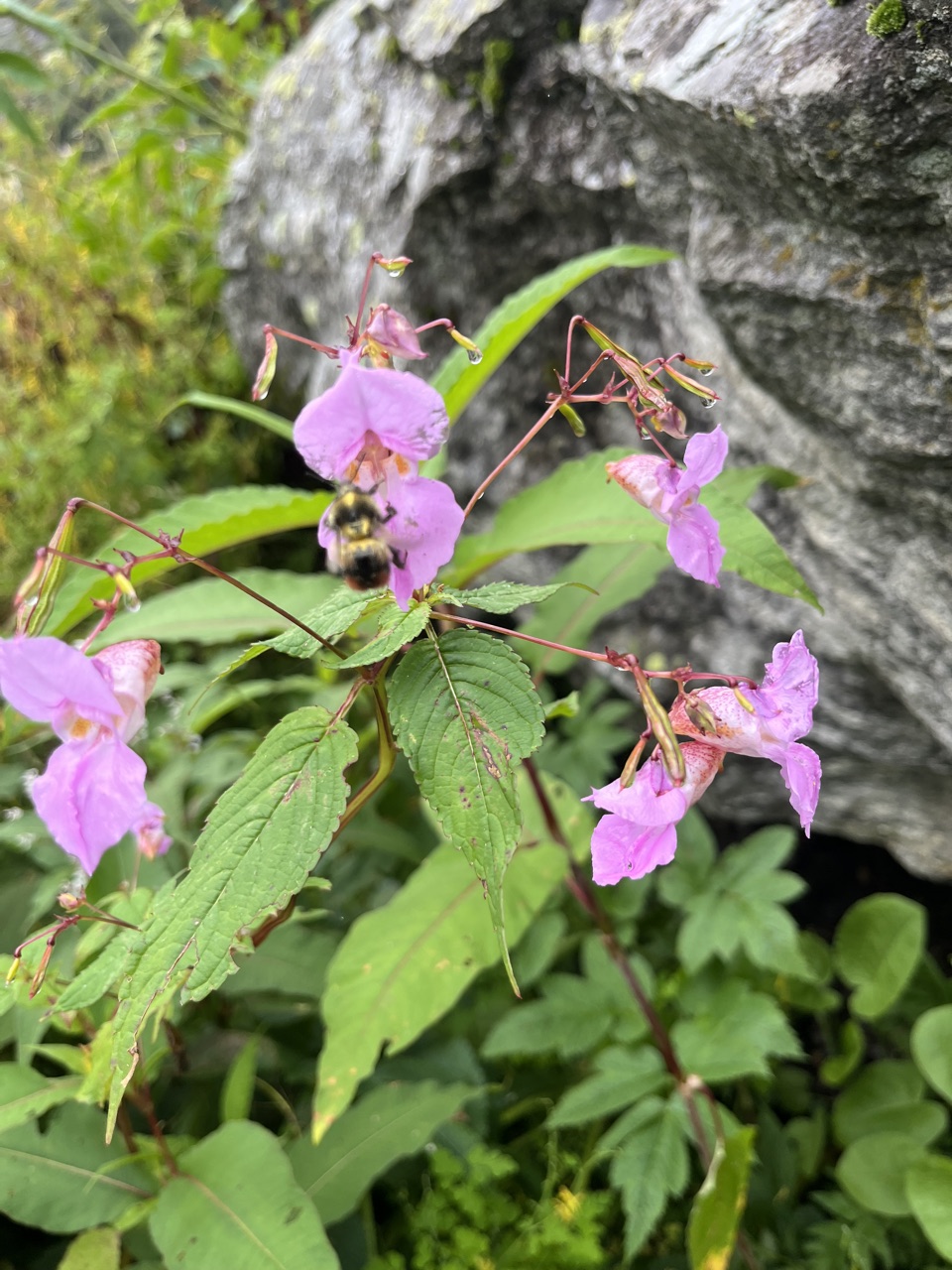 Pink Himalayan balsam flower.
