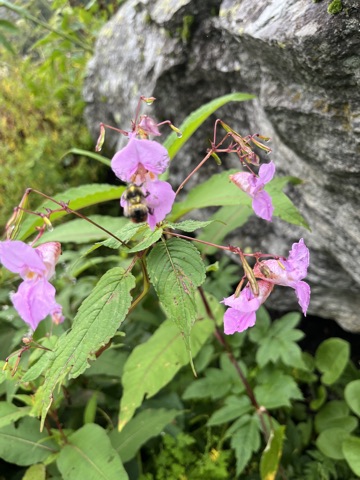 Pink Himalayan balsam flower.