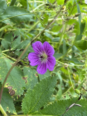 Violet Wallich's cranesbill flower.