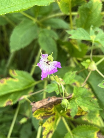 Photograph taken at Valley of Flowers on 2026-08-25 at 11:34 — iPhone 13.