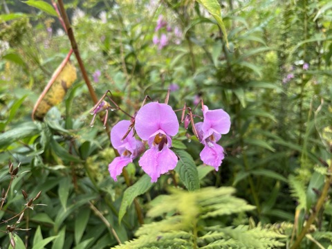 Pink Himalayan balsam flower.