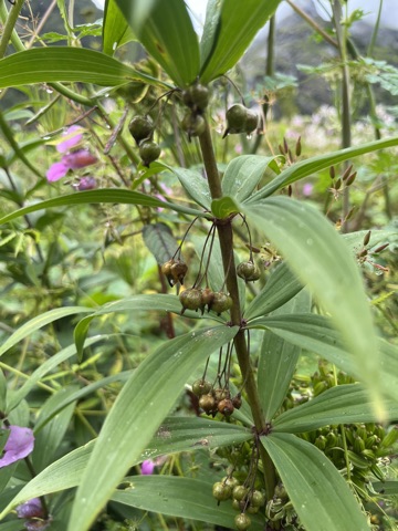 Photograph taken at Valley of Flowers on 2026-08-25 at 11:35 — iPhone 13.