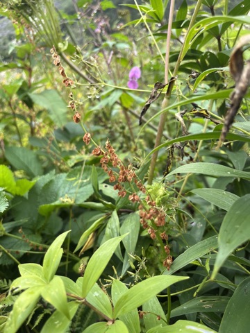 Photograph taken at Valley of Flowers on 2026-08-25 at 11:35 — iPhone 13.