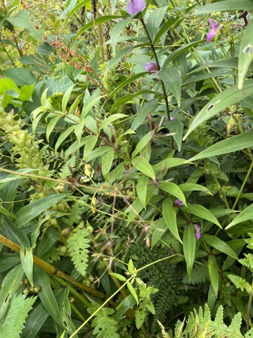 Pink Himalayan balsam flower.