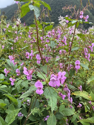 Pink Himalayan balsam flower.