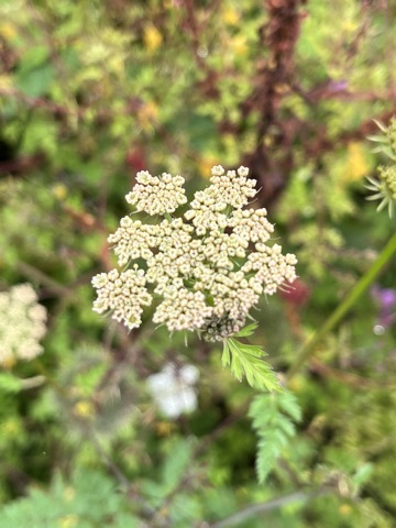 Photograph taken at Valley of Flowers on 2026-08-25 at 11:36 — iPhone 13.
