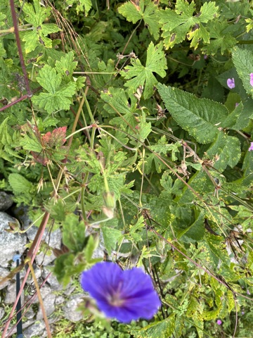 Violet Wallich's cranesbill flower.