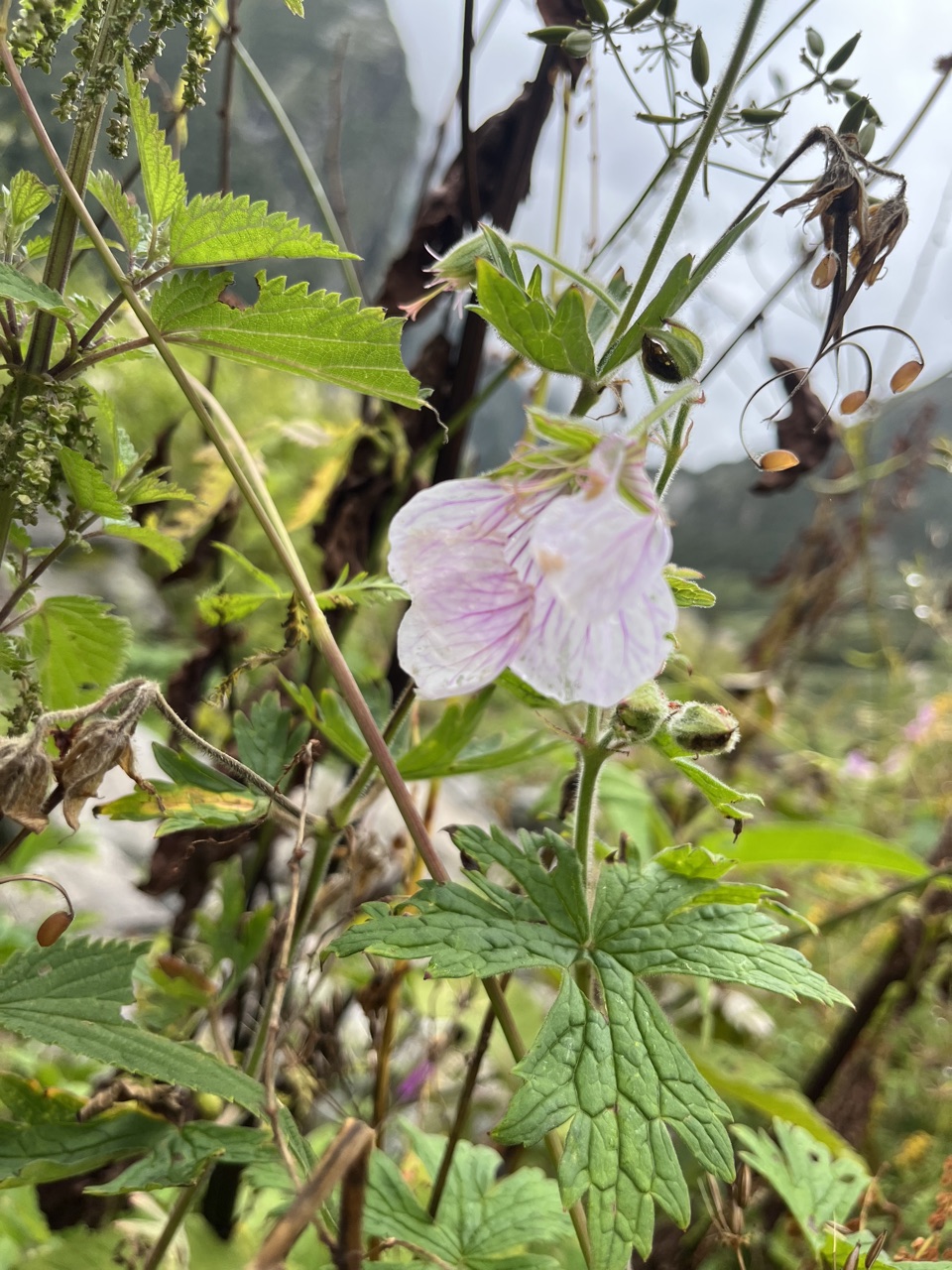 Photograph taken at Valley of Flowers on 2026-08-25 at 11:37 — iPhone 13.