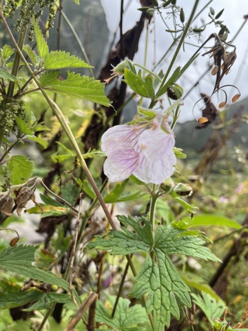 Photograph taken at Valley of Flowers on 2026-08-25 at 11:37 — iPhone 13.