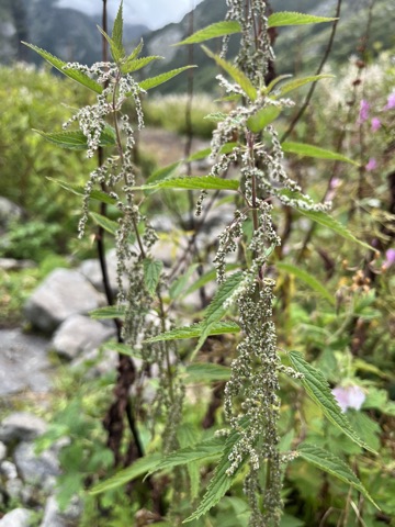 Photograph taken at Valley of Flowers on 2026-08-25 at 11:37 — iPhone 13.