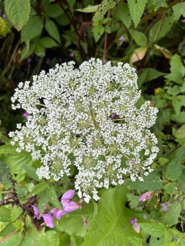 Photograph taken at Valley of Flowers on 2026-08-25 at 11:39 — iPhone 13.