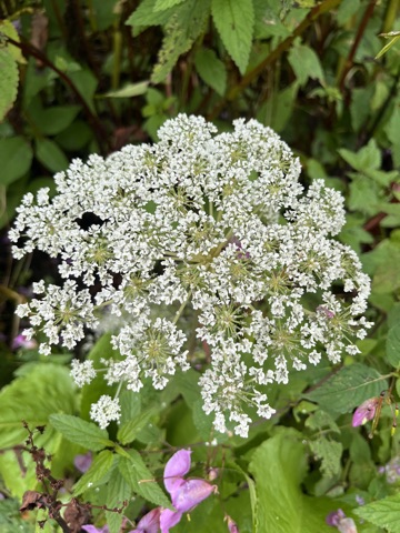 Photograph taken at Valley of Flowers on 2026-08-25 at 11:39 — iPhone 13.
