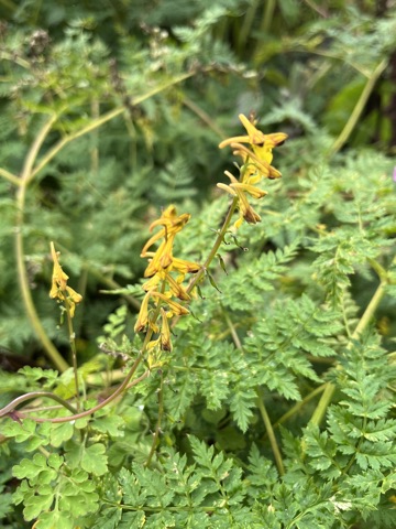 Photograph taken at Valley of Flowers on 2026-08-25 at 11:40 — iPhone 13.
