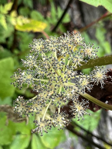 Photograph taken at Valley of Flowers on 2026-08-25 at 11:41 — iPhone 13.