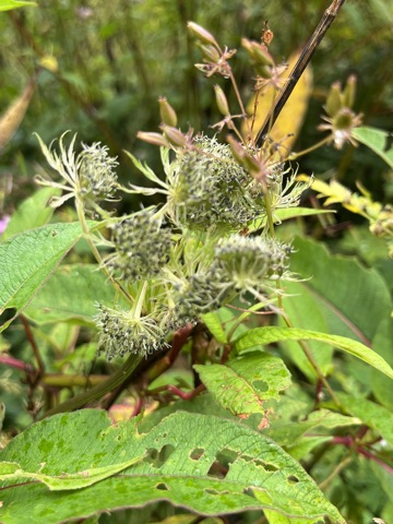 Photograph taken at Valley of Flowers on 2026-08-25 at 11:42 — iPhone 13.