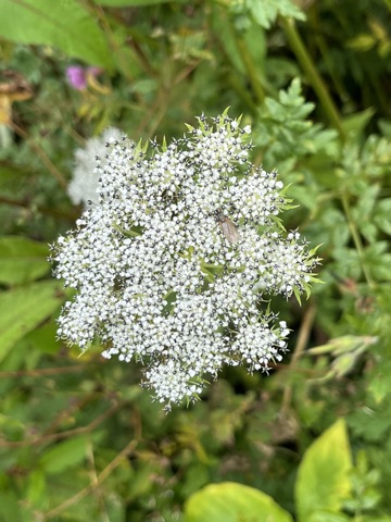 Photograph taken at Valley of Flowers on 2026-08-25 at 11:42 — iPhone 13.