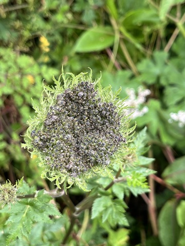 Photograph taken at Valley of Flowers on 2026-08-25 at 11:42 — iPhone 13.