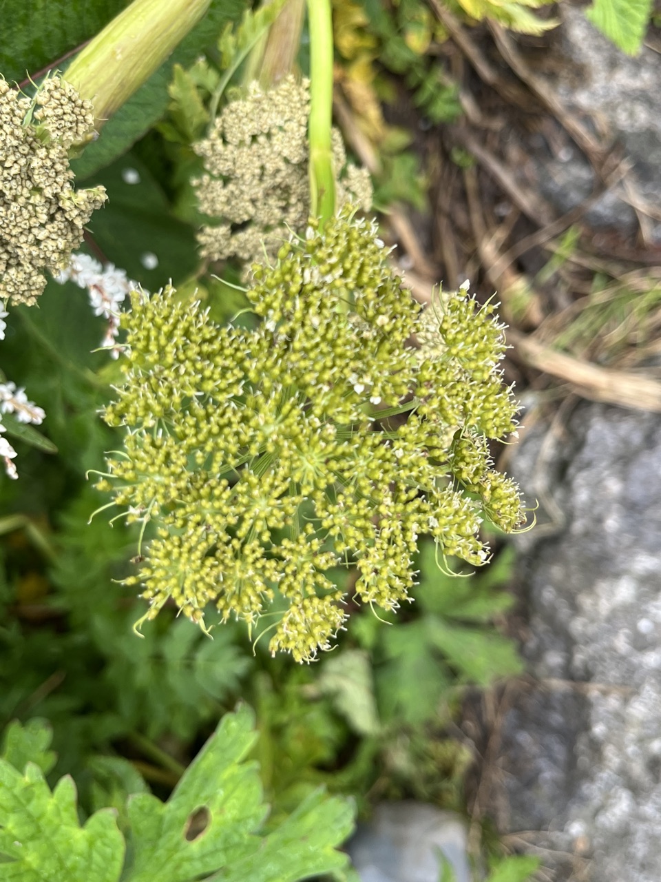 Photograph taken at Valley of Flowers on 2026-08-25 at 11:43 — iPhone 13.