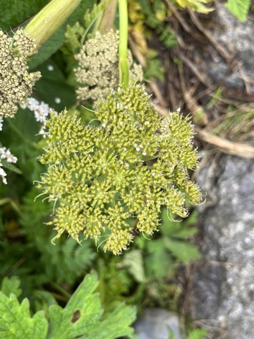 Photograph taken at Valley of Flowers on 2026-08-25 at 11:43 — iPhone 13.