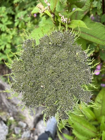 Photograph taken at Valley of Flowers on 2026-08-25 at 11:44 — iPhone 13.