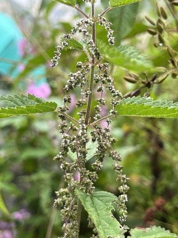 Photograph taken at Valley of Flowers on 2026-08-25 at 11:46 — iPhone 13.