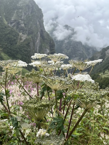 Photograph taken at Valley of Flowers on 2026-08-25 at 11:46 — iPhone 13.