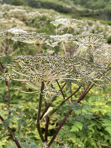 Photograph taken at Valley of Flowers on 2026-08-25 at 11:59 — iPhone 13.