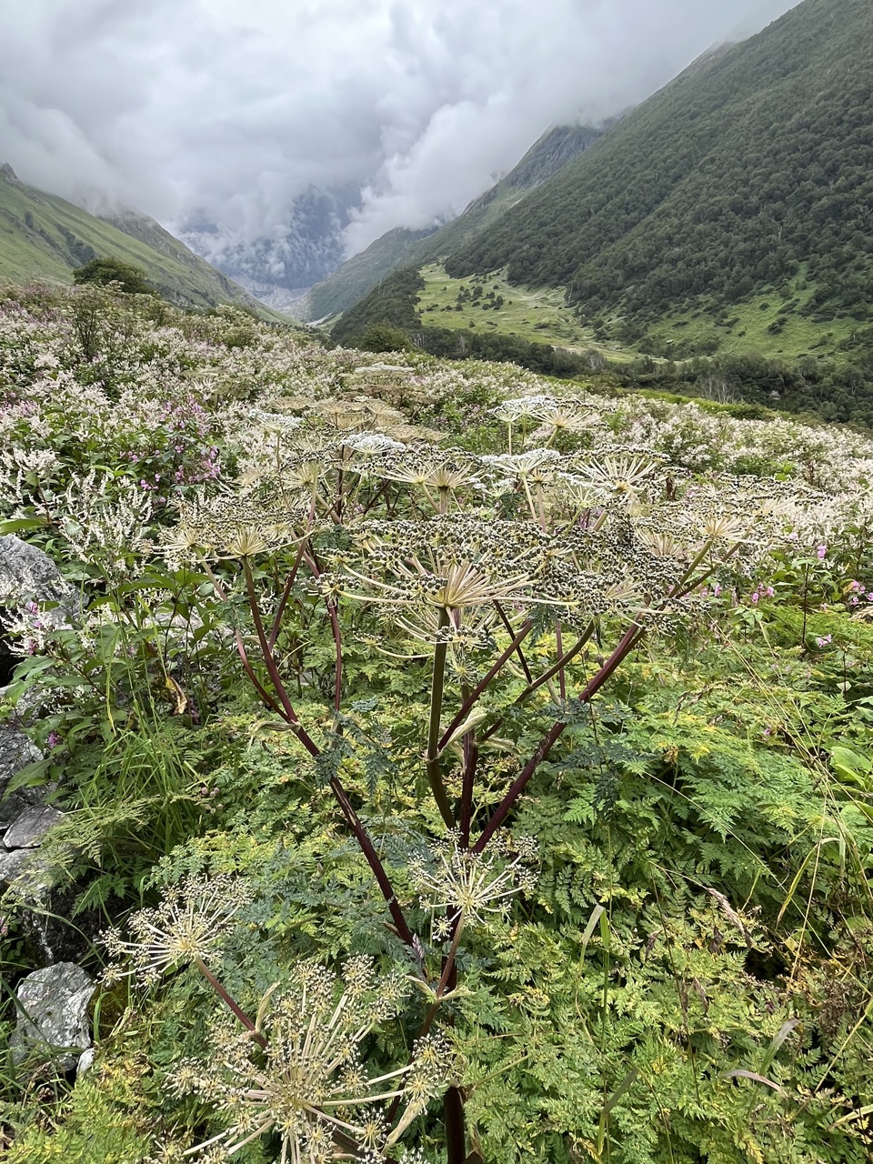 Photograph taken at Valley of Flowers on 2026-08-25 at 11:59 — iPhone 13.