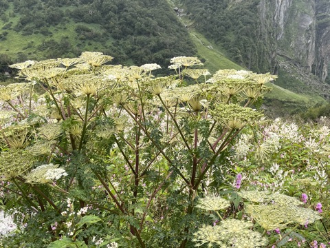Photograph taken at Valley of Flowers on 2026-08-25 at 12:02 — iPhone 13.