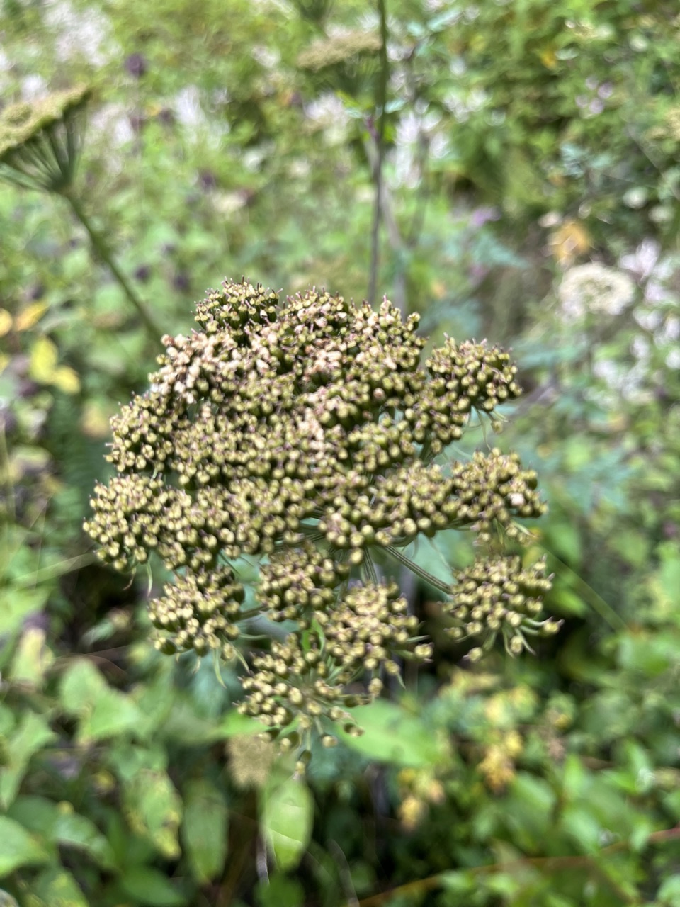 Photograph taken at Valley of Flowers on 2026-08-25 at 12:12 — iPhone 13.