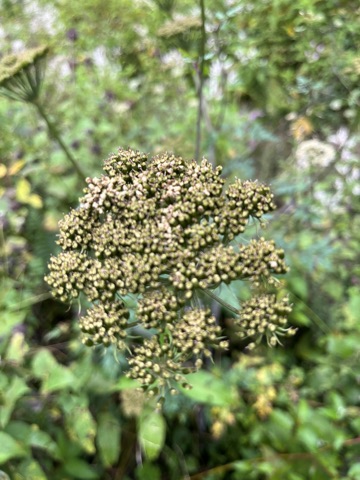 Photograph taken at Valley of Flowers on 2026-08-25 at 12:12 — iPhone 13.