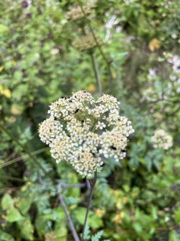 Photograph taken at Valley of Flowers on 2026-08-25 at 12:12 — iPhone 13.