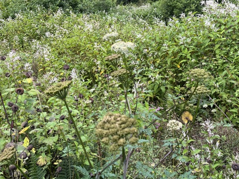Photograph taken at Valley of Flowers on 2026-08-25 at 12:13 — iPhone 13.